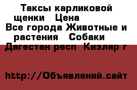 Таксы карликовой щенки › Цена ­ 20 000 - Все города Животные и растения » Собаки   . Дагестан респ.,Кизляр г.